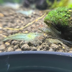 10/2投稿 ミナミヌマエビ100匹⑥の画像