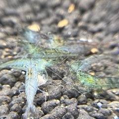 10/2投稿 ミナミヌマエビ100匹⑥の画像