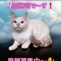 10/6(日)譲渡会。生後6ヵ月足長ミヌエット♂(⋈◍＞◡＜◍)。✧♡