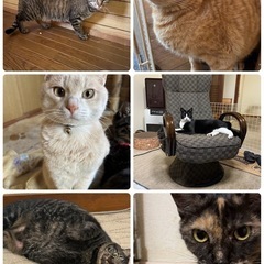 新しい家族になって下さい