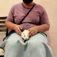動物たちとのふれあい体験　家族に迎え入れる前に１度実際にさわってみませんか？元動物園飼育スタッフが飼い方などのご相談承ります。　　　　　営業日不定休　　営業時間変動あり - ペット