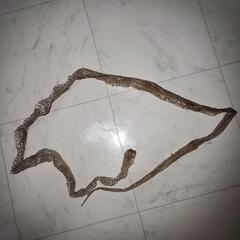 シマヘビの脱皮した皮🐍