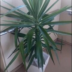 決まりました❗️厚木方面🆗160cm大きな植物