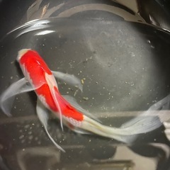 🐟金魚　コメット🐟
