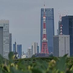 東京ベイエリア📷️ポートレート撮影モデル募集🎵の画像