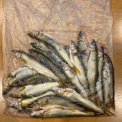 愛知県産天然鮎　小16尾以上冷凍
