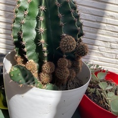 サボテンの画像