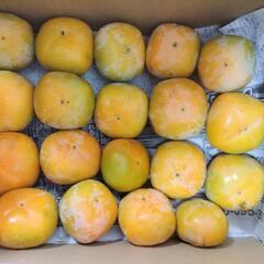和歌山県橋本市産　ご家庭用柿　冷蔵（クール）配送用（約6キロ箱込み）