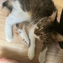 [お話中]生後3か月、甘えたっ子の雉白♂モモタロ