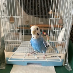 迷子のセキセイインコ探しています。