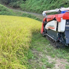 玄米30kg（コシヒカリ）
