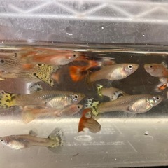 "受け渡し決定済です"グッピー 26匹 。の画像