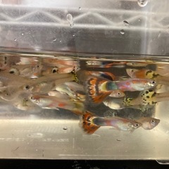 "受け渡し決定済です"グッピー 26匹 。の画像