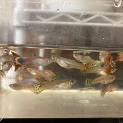 "受け渡し決定済です"グッピー 26匹 。の画像