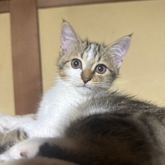 【里親募集】 2ヶ月の赤ちゃん猫①