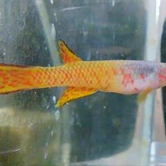 卵生メダカ　アフィオセミオンsp マンビリリバー　ペア