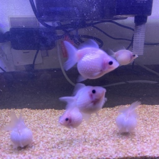 ピンポンパール5匹