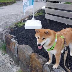 犬友達が居たらいいな～