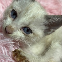 ⚽️🐈‍⬛シャム風仔猫さん🐈‍⬛⚽️譲渡