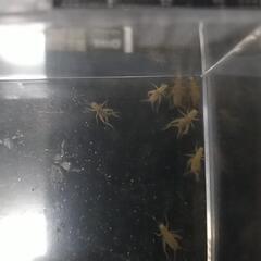 コオロギSS～S𓆈𓆉𓆊𓆌𓆏𓆐𓆑𓆓𓆗𓆙𓆚