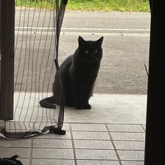 急募！猫を保護したいので。。。