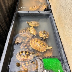 🐢✨亀好き集まれ〜✨🐢 - 松江市