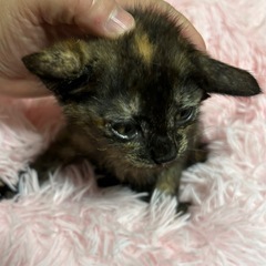 🌸🐈サビ柄赤ちゃん🐈🌸譲渡