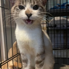 シャムmix可愛い子猫ちゃん