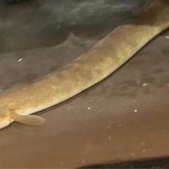 ウナギ