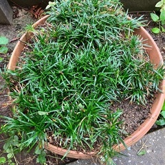 寄せ植え　リュウノヒゲ（約３００本）の画像