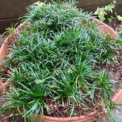 寄せ植え　リュウノヒゲ（約３００本）の画像