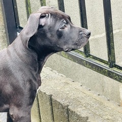 アメリカン　ブリ