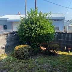 ちょっとした草むしり