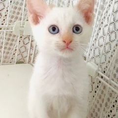 ベージュ　ささかま　子猫