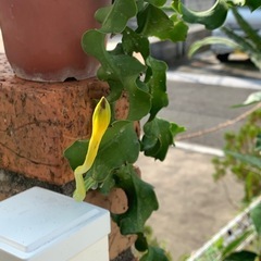 ミニドラゴンフルーツ苗の画像