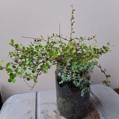 ワイヤープランツの画像