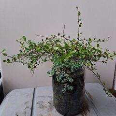 ワイヤープランツ