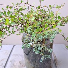 ワイヤープランツの画像