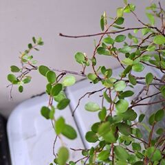 ワイヤープランツの画像