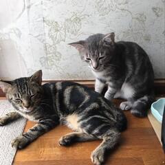 アメショー柄の兄弟🐈️ご家族に迎えください😽