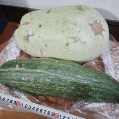 デカい野菜？夕顔と名前わかりません