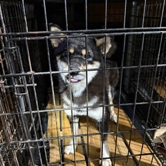 高齢ブリーダー病気の為募集します