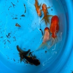 金魚9匹