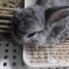 うさぎ