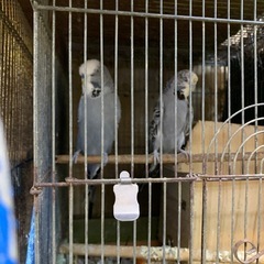 ジャンボセキセイインコ繁殖経験有り8,000円