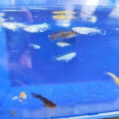 ミックスめだか🐟20匹💖の画像