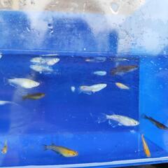 ミックスめだか🐟20匹💖