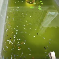 ミックスめだか🐟20匹💖の画像