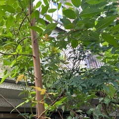 台風シーズン前にお庭の整理しませんか？ - 剪定/造園
