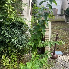 台風シーズン前にお庭の整理しませんか？ - 中野区